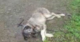 Vicdansızlık;Bu Köpekten Ne İstediniz