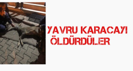 Zıva Grup Yolunda Karaca’yı Öldürdüler