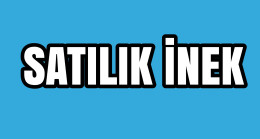 Satılık İnek