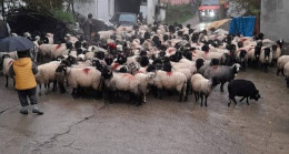 Yayla Göçleri Başladı