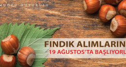 TMO Fındık Alımına Başlıyor