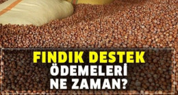 Fındık Destek Ödemeleri Hesaplara Yatıyor