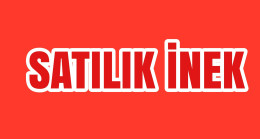 Satılık İnek