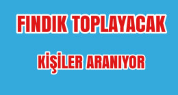 Fındık Toplayacaklar Kişiler Aranıyor