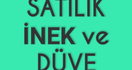 Satılık İnek ve Düve