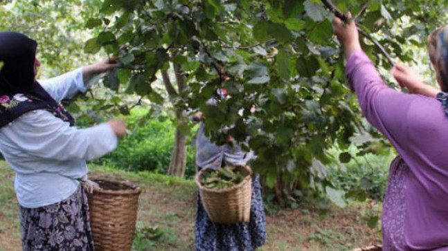 Fındık Toplayacak 10 Kişi Aranıyor.