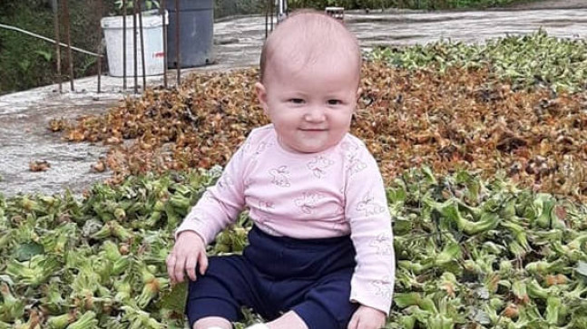 Esenli Köyünde Fındık Hasadı Başladı