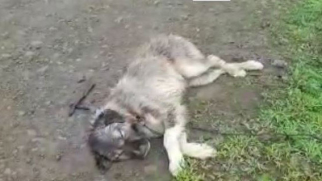 Vicdansızlık;Bu Köpekten Ne İstediniz