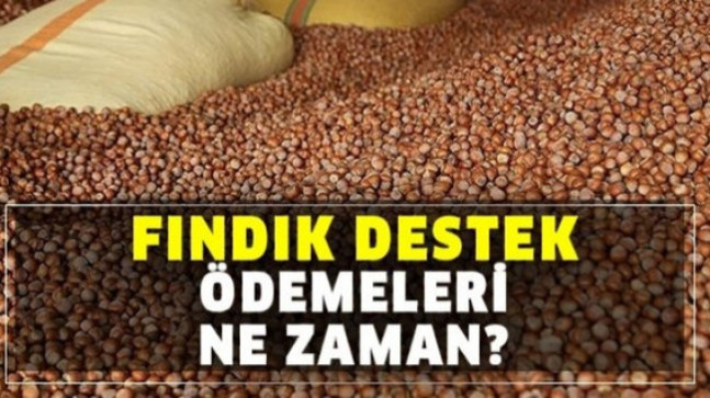 Fındık Destekleme Paraları Yatıyor
