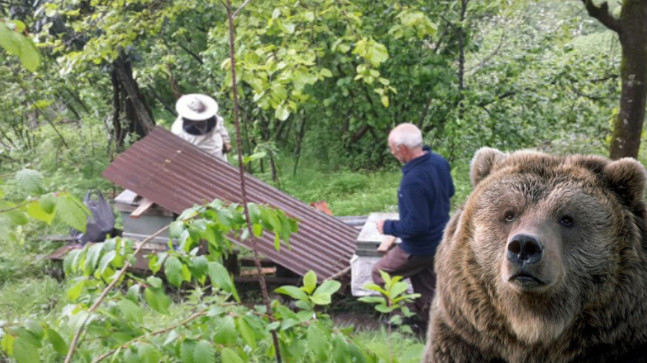 Ayılar Arı Kovanlarına Zarar Verdi