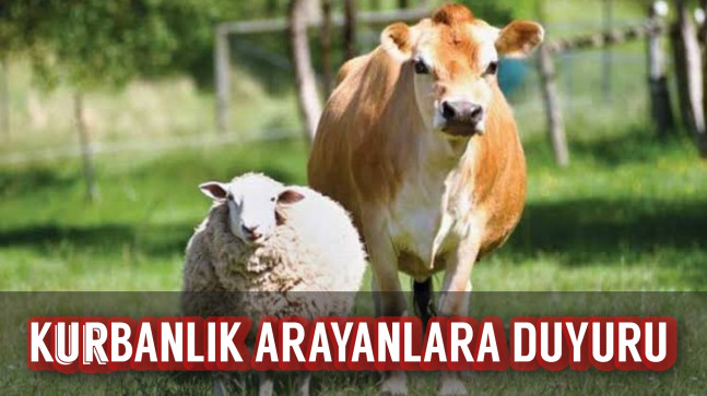Kurbanlık ARAYANLARA DUYURU
