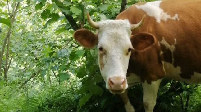 Satılık Kurbanlık İnek ;Kurbanlık Arayanlara Duyurulur