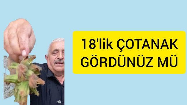 Çotanak Fındığı Görenler Hayrete Düşüyor