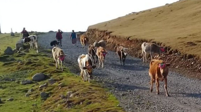 Sis Dağı Yaylacıları Döndü