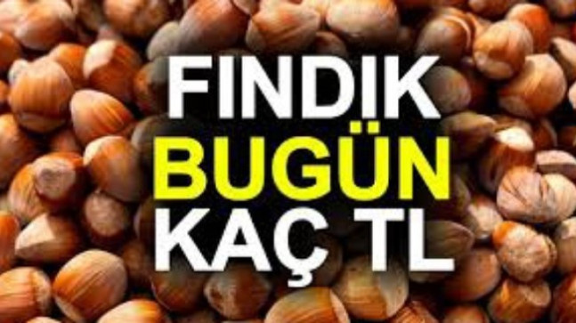 Fındık Yükseliyor Fındık Bu Gün Kaç TL