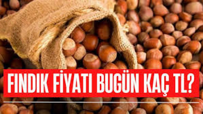 Fındık Bu gün Zirveyi Gördü