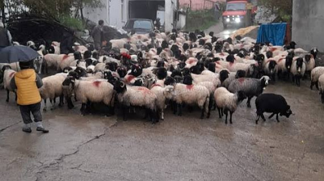 Yayla Göçleri Başladı