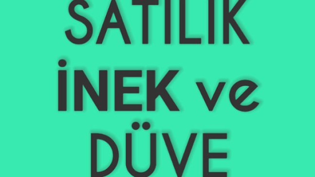 Satılık İnek ve Düve