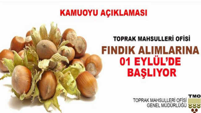 TMO Fındık Alımlarına 01 Eylülde Başlıyor