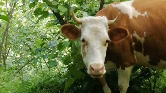 Satılık Kurbanlık İnek ;Kurbanlık Arayanlara Duyurulur