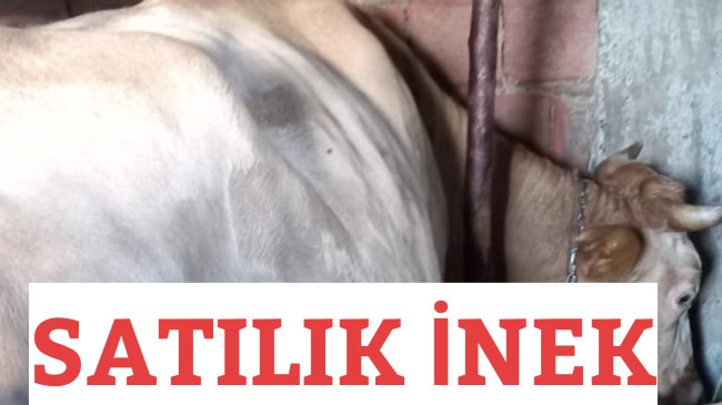 Satılık İnek