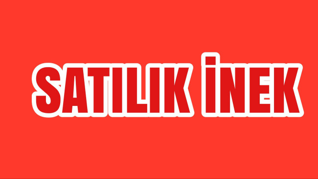 Satılık İnek