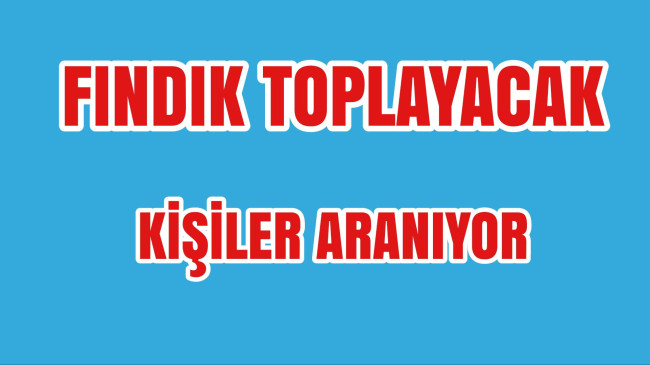 Fındık Toplayacaklar Kişiler Aranıyor