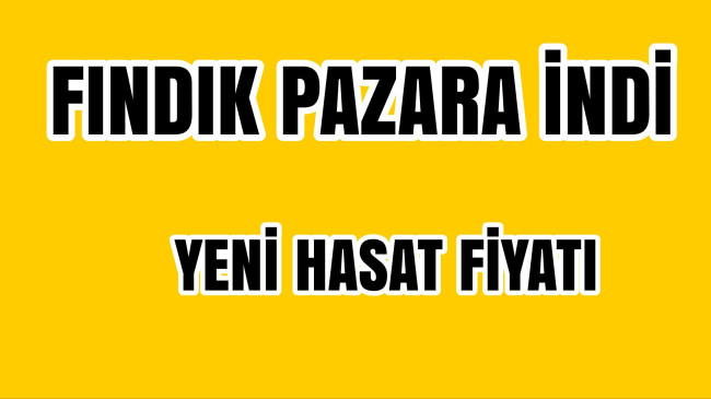 Fındık Pazara İndi Yeni Hasat Fiyatları