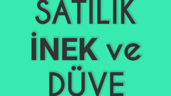 Satılık İnek ve Düve