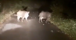 Domuzlar Ortalıkta Geziyor