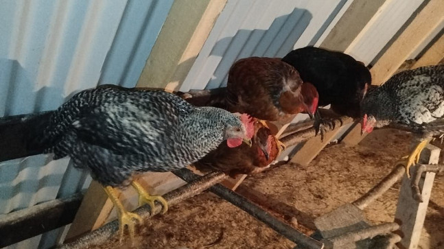 Esenli Köyüne Tavuk Çiftliği Kuruluyor