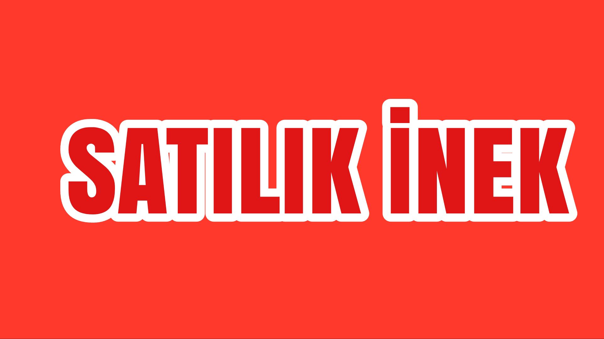 satilik-inek