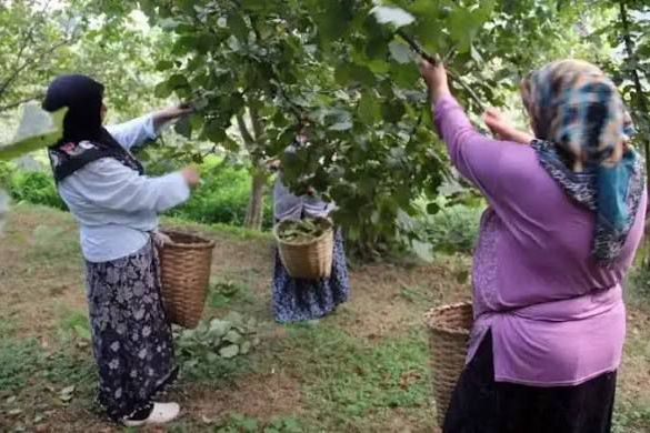Giresun’da 2026 Fındık Hasat Takvimi Açıklandı